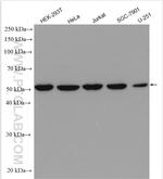 POLD2 Antibody in Western Blot (WB)