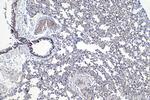 ATF7 Antibody in Immunohistochemistry (Paraffin) (IHC (P))