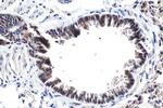 ATF7 Antibody in Immunohistochemistry (Paraffin) (IHC (P))