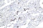 ATF7 Antibody in Immunohistochemistry (Paraffin) (IHC (P))