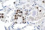 ATF7 Antibody in Immunohistochemistry (Paraffin) (IHC (P))