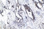 ATF7 Antibody in Immunohistochemistry (Paraffin) (IHC (P))