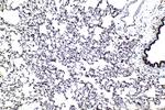 ATF7 Antibody in Immunohistochemistry (Paraffin) (IHC (P))