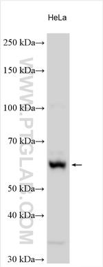 ATF7 Antibody in Western Blot (WB)