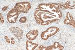 SENP2 Antibody in Immunohistochemistry (Paraffin) (IHC (P))
