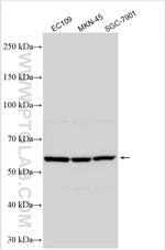 SENP2 Antibody in Western Blot (WB)