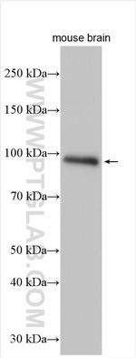 Integrin beta-8 Antibody in Western Blot (WB)