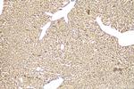 MXRA5 Antibody in Immunohistochemistry (Paraffin) (IHC (P))