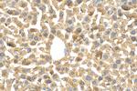 MXRA5 Antibody in Immunohistochemistry (Paraffin) (IHC (P))