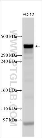 MXRA5 Antibody in Western Blot (WB)
