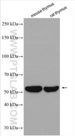 PD-1/CD279 Antibody in Western Blot (WB)