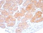 Beta-Parvin Recombinant Rabbit Monoclonal Antibody (PARVB/8214R)