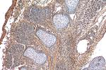 SCPEP1 Antibody in Immunohistochemistry (Paraffin) (IHC (P))