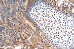 SCPEP1 Antibody in Immunohistochemistry (Paraffin) (IHC (P))