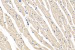 KANK1 Antibody in Immunohistochemistry (Paraffin) (IHC (P))