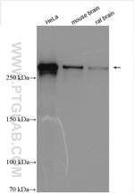 CHD8 Antibody in Western Blot (WB)
