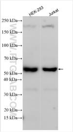 MPZL1 Antibody in Western Blot (WB)