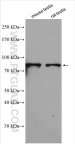 NSUN7 Antibody in Western Blot (WB)