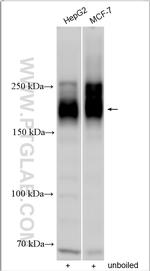 ABCC5 Antibody in Western Blot (WB)