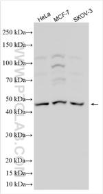WNT5A/B Antibody in Western Blot (WB)