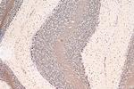 NOM1 Antibody in Immunohistochemistry (Paraffin) (IHC (P))