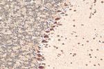 NOM1 Antibody in Immunohistochemistry (Paraffin) (IHC (P))