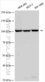NOM1 Antibody in Western Blot (WB)
