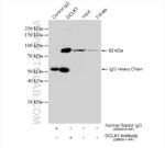 DCLK1 Antibody in Immunoprecipitation (IP)