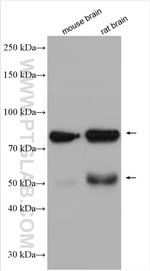DCLK1 Antibody in Western Blot (WB)