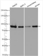 SEL1L Antibody in Western Blot (WB)