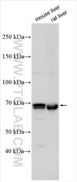 SLC27A6 Antibody in Western Blot (WB)