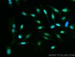 RGS12 Antibody in Immunocytochemistry (ICC/IF)