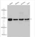 RGS12 Antibody in Western Blot (WB)