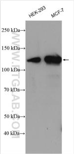PPP1R13B Antibody in Western Blot (WB)