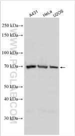 MIGA2/FAM73B Antibody in Western Blot (WB)