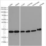 BAG2 Antibody in Western Blot (WB)