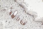 RELL1 Antibody in Immunohistochemistry (Paraffin) (IHC (P))