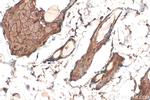 RELL1 Antibody in Immunohistochemistry (Paraffin) (IHC (P))