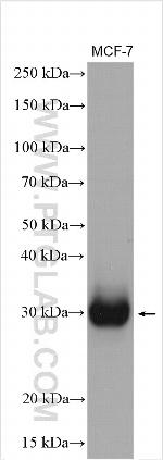 RELL1 Antibody in Western Blot (WB)