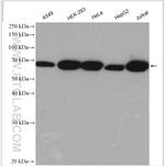CCDC111/PRIMPOL Antibody in Western Blot (WB)