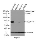 CCDC111/PRIMPOL Antibody in Western Blot (WB)