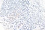 MUC13 Antibody in Immunohistochemistry (Paraffin) (IHC (P))