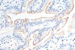 MUC13 Antibody in Immunohistochemistry (Paraffin) (IHC (P))