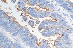 MUC13 Antibody in Immunohistochemistry (Paraffin) (IHC (P))
