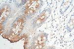 MUC13 Antibody in Immunohistochemistry (Paraffin) (IHC (P))