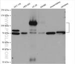 MUC13 Antibody in Western Blot (WB)