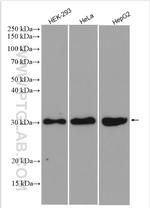 SIRT3 Antibody in Western Blot (WB)