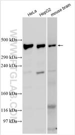 VPS13C Antibody in Western Blot (WB)