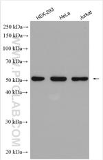 STK24 Antibody in Western Blot (WB)