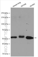 STK24 Antibody in Western Blot (WB)